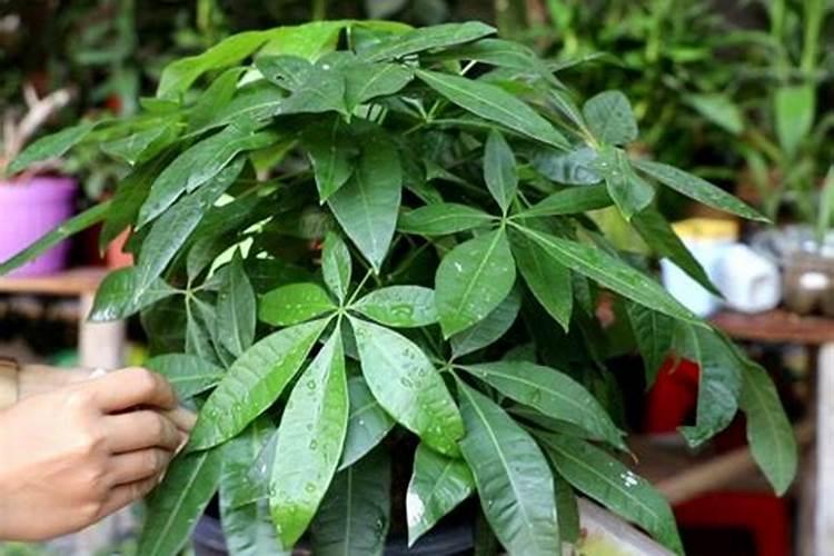 发财树施什么肥料好长得最快最茂盛(浇什么肥可枝叶旺盛)