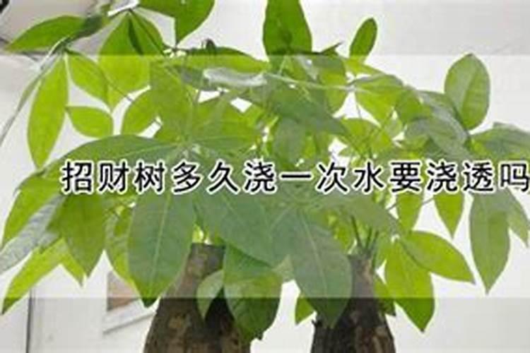 招财树如何施肥