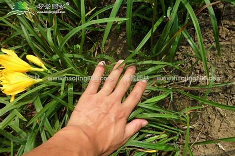春季如何养萱草萱草散光浴追施氮肥