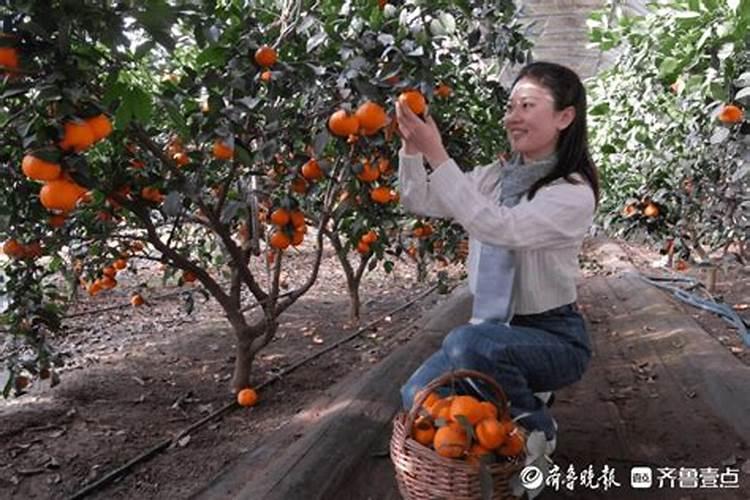 在家怎么种橘子 橘子怎么种植在家中