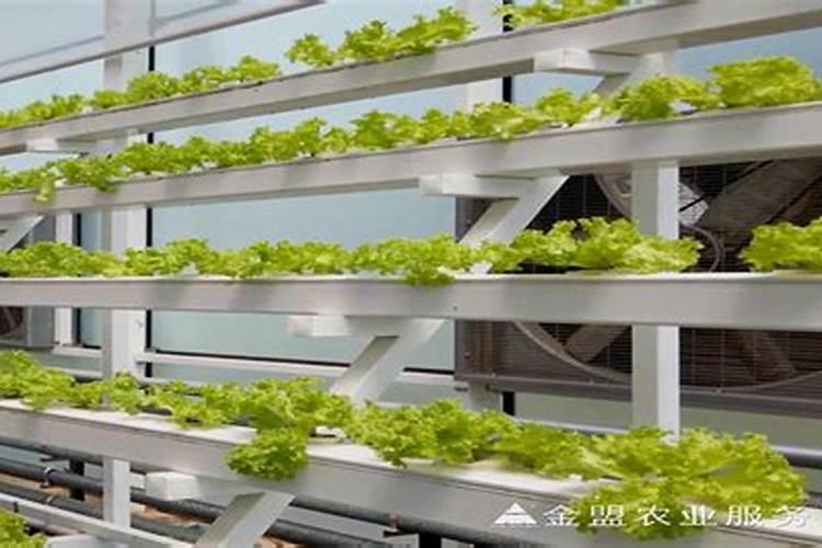 牡丹花可以喷叶面肥吗 注意事项有哪些