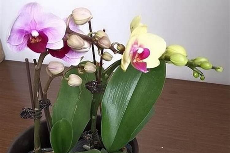 苹果使用芸苔素内酯有哪些技术和注意事项？