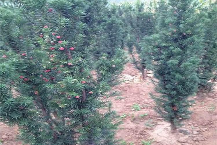 曼地亚红豆杉怎样施肥