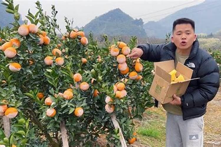 茂谷柑为什么后期落果