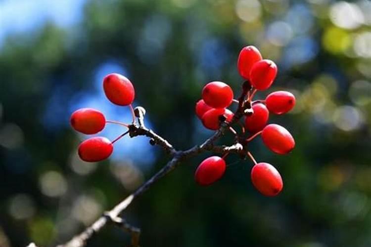 山茱萸的盆栽养护方法 山茱萸的盆栽养护方法介绍