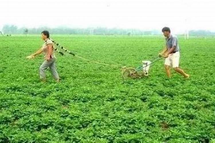 樱桃树秋季施肥,复合肥、有机肥菌肥、生物肥能混在一起上吗？