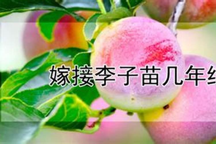 李子树什么时候施肥比较好 施肥方法及注意事项