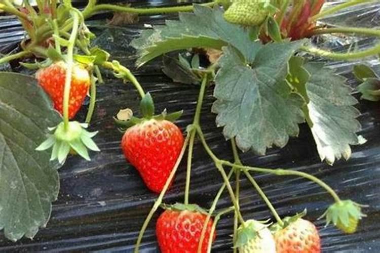 草莓开花结果期怎么施肥 肥料要怎么选择