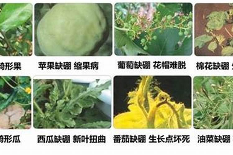 一亩地用多少硼肥 如何正确施硼肥