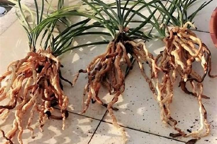 怎么养兰花根能再发芽,有芽了怎么种植