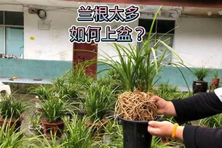 兰花专用肥有哪些,兰花专用肥有哪些金边蕙兰