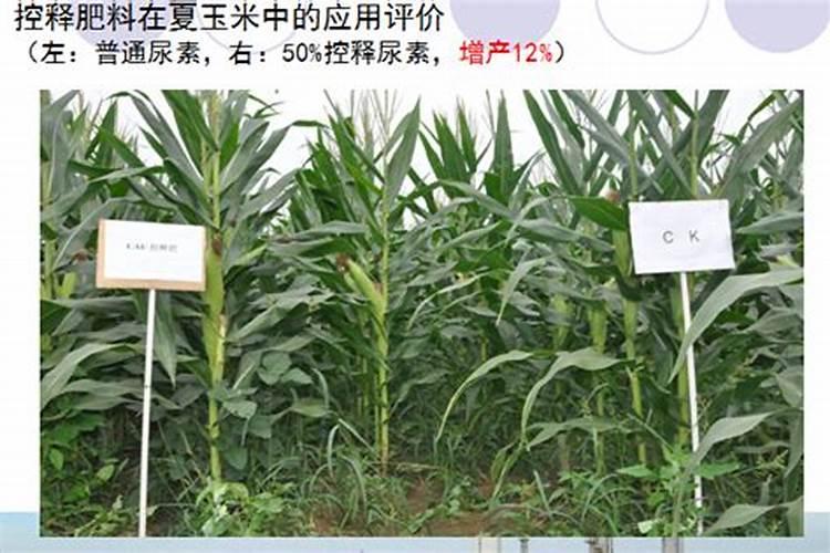 如何正确施用玉米缓控释肥