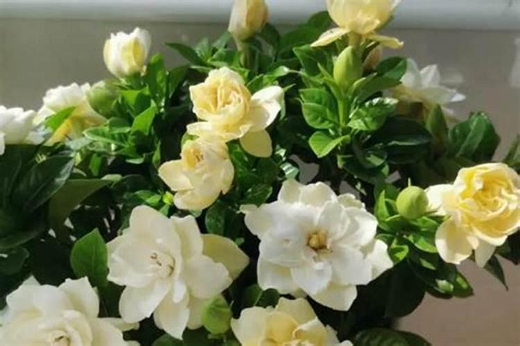养栀子花的肥料 栀子花最好的肥料是什么怎么施