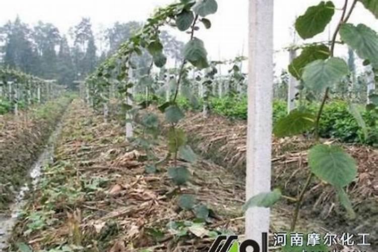 猕猴桃高钾水溶肥什么时候施最好？