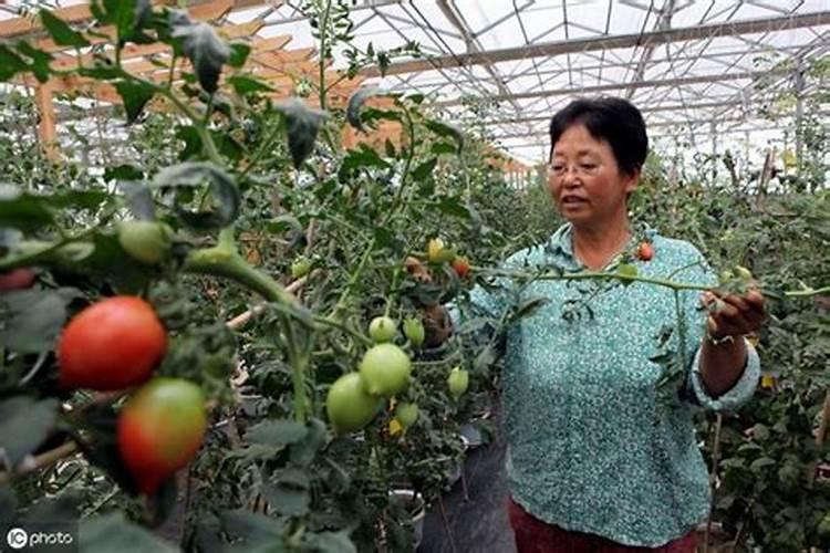 大葱追肥什么肥料最好