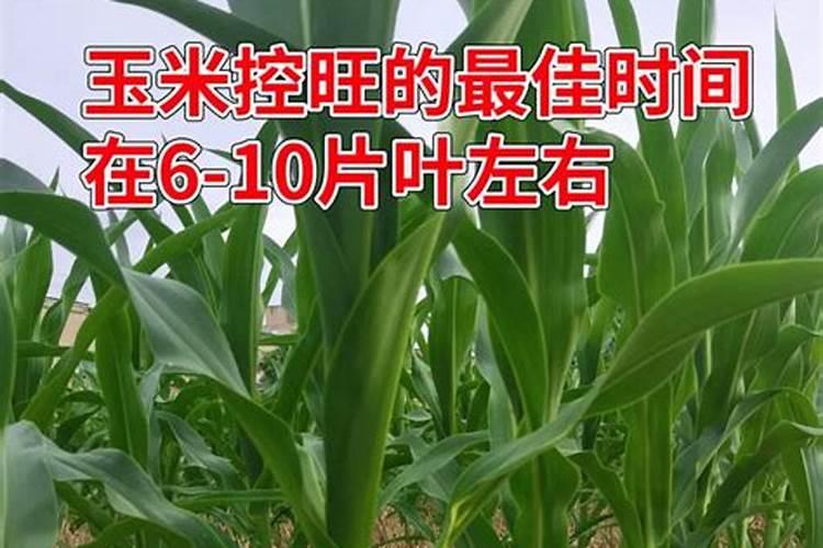 下雨天施肥好还是晴天施肥好玉米