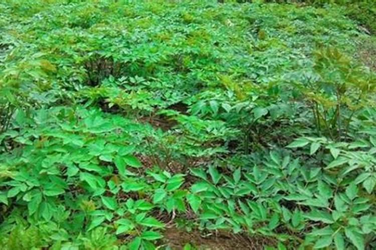 菊花花蕾期可以施肥吗