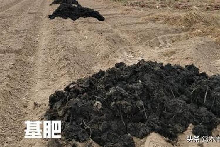 无公害洋葱肥料使用
