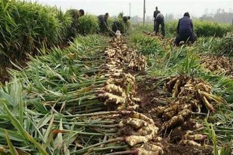 种植大姜怎么施肥好