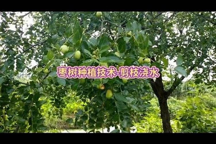 枣树开花期能打农药吗