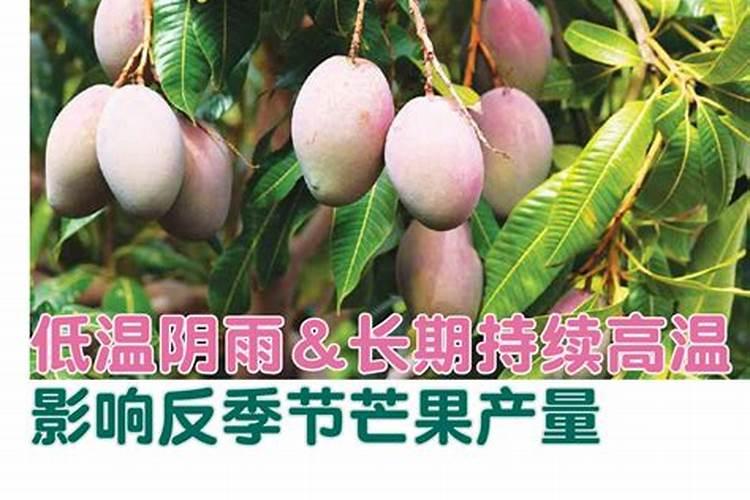 去年花盆里养的芒果冻蔫了径活着还有救吗？
