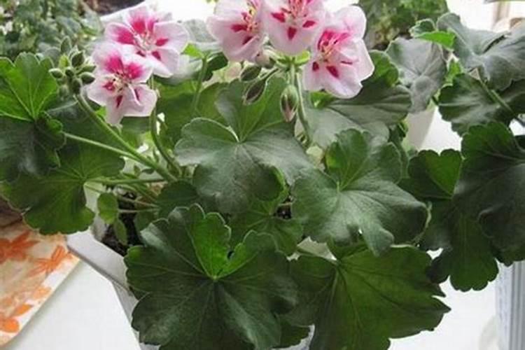 天竺葵花期养护方法花期栽培要点