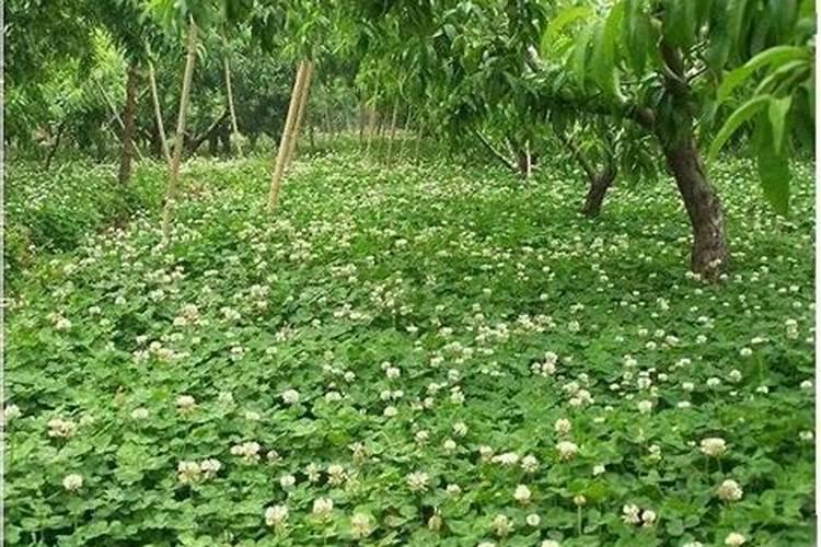 芸苔素最忌三种农药