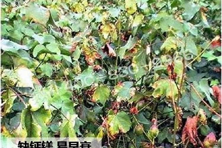 棉花后期需要什么肥料