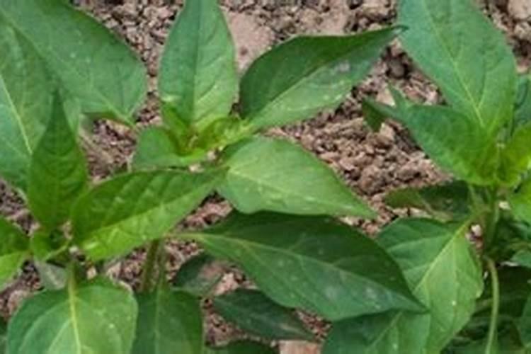 花上营养液好还是花肥好？