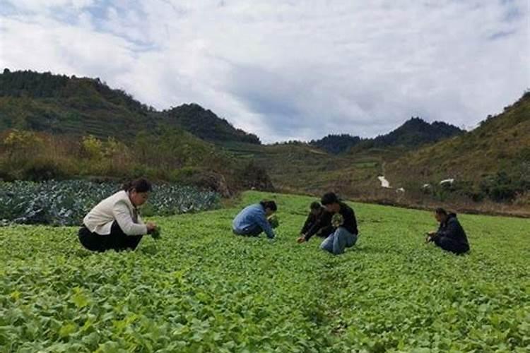 磷肥有什么作用？油菜为何要多施磷肥？