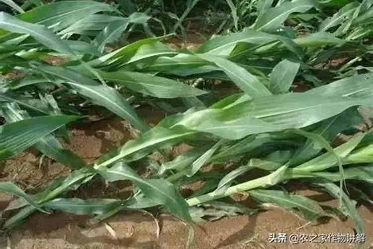 玉米根能吸收多远的肥 追肥技巧有哪些