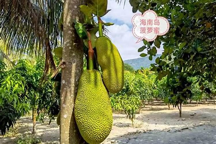 什么叶面肥能让水果提前成熟？