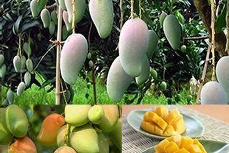 水容肥给果树多久施肥一次