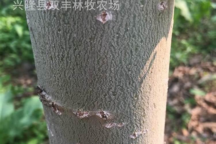 小杨树被治尖叶和阔叶的除草剂扫到了,怎么治回来呢