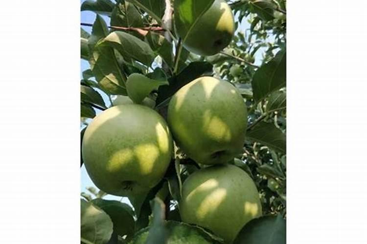 苹果花期尿素好还是用复合肥好？为什么？