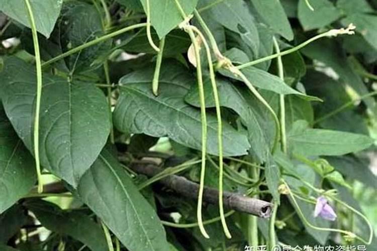 豆角种植期间该选择何种肥料？