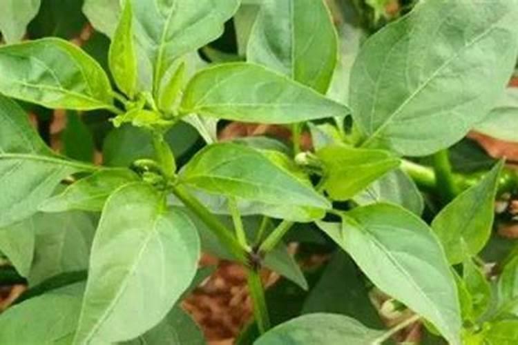 辣椒打上除草剂怎么补救