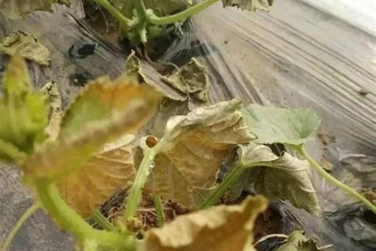 甜瓜施肥注意哪些事项