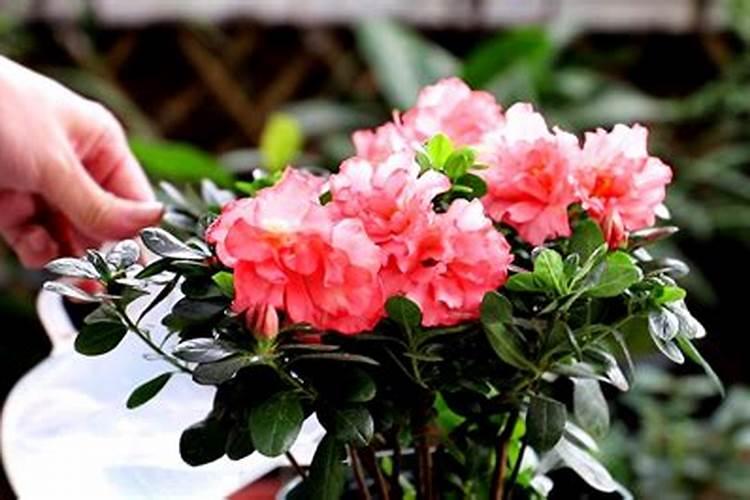 杜鹃花怎么施肥