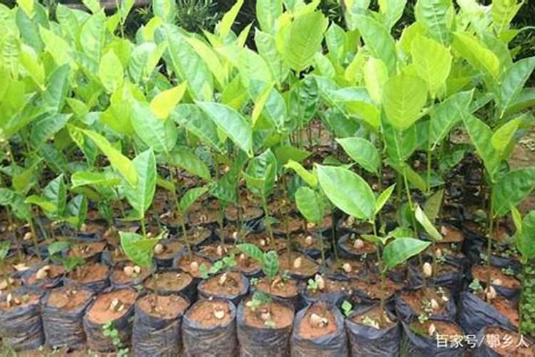 种菠萝蜜需要拿什么做肥料？