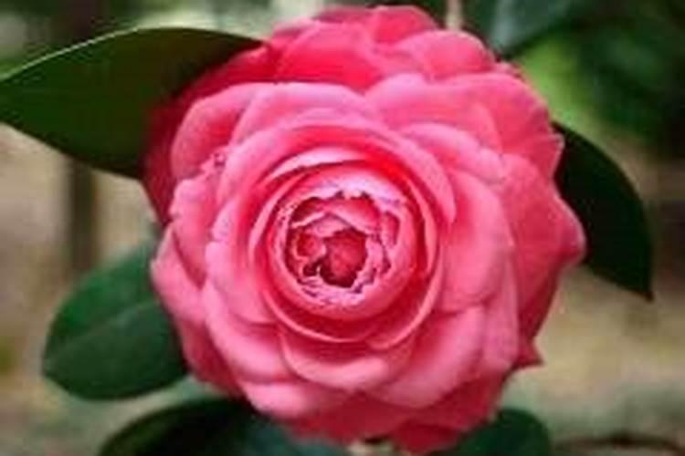 茶花底肥放什么肥好(底肥施用方法)