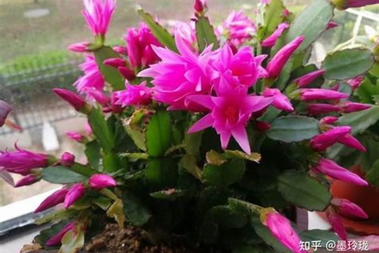 菠萝蜜种植方法 菠萝蜜怎么种