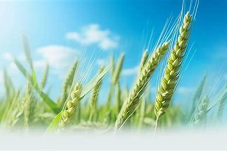 小麦在什么期间可打叶面肥