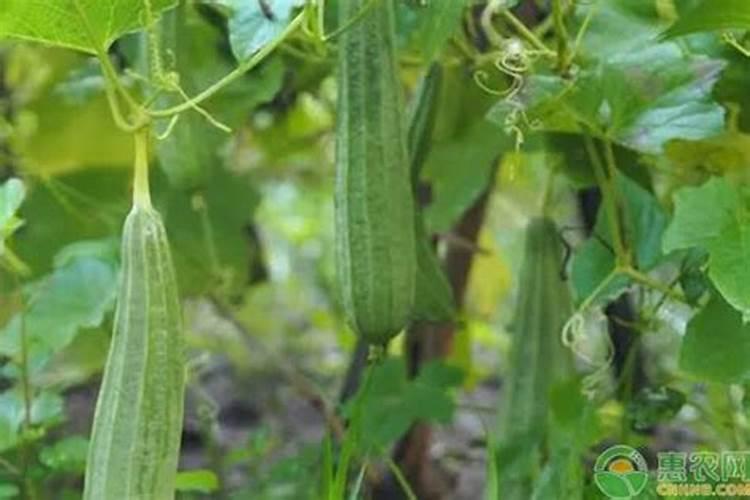 丝瓜光开花不结果叶子多什么原因(要怎样整理才会结果)