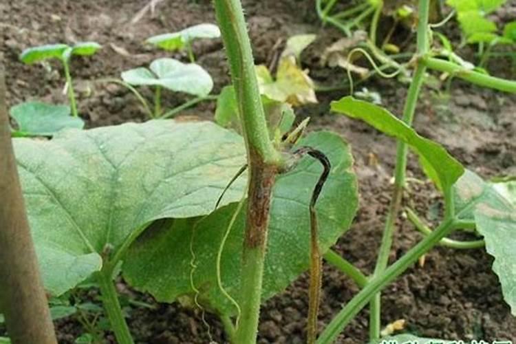 丝瓜打了玉米缩节胺用什么解除药害？