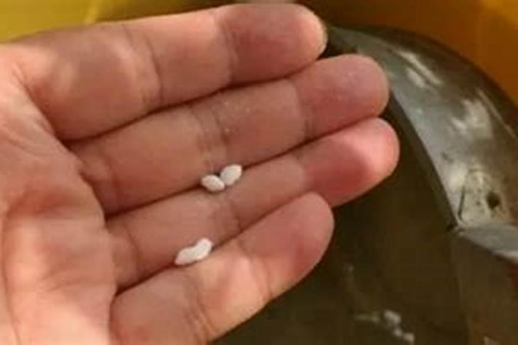 用尿素当叶面肥怎么兑水