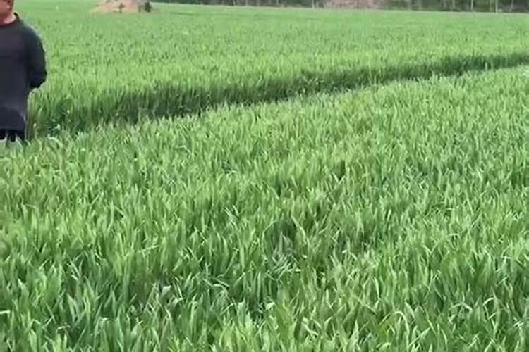 氨基酸螯合钙水溶肥可以用于西瓜+黄瓜吗？