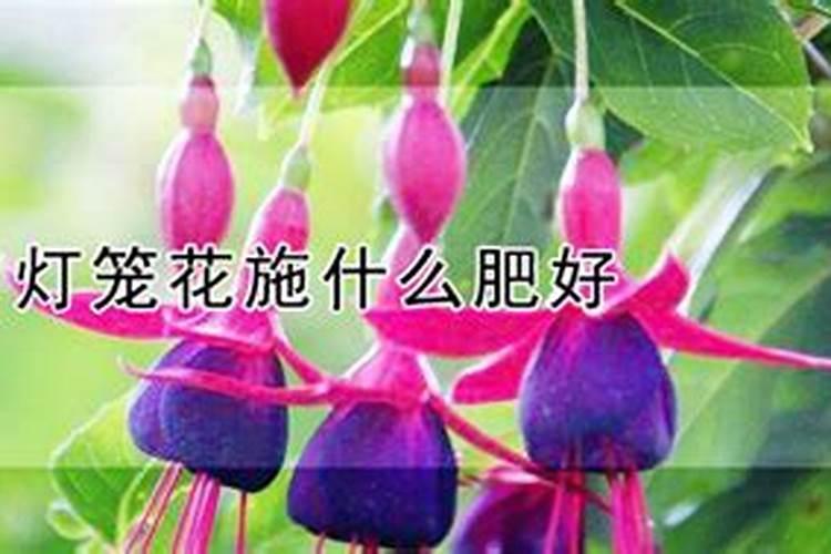 灯笼花叶子发黄掉花蕾