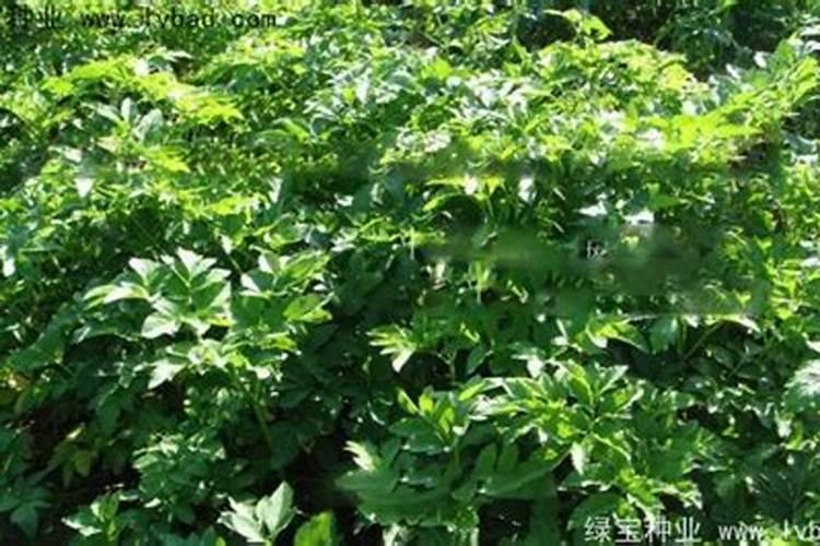 花生能使用尿铵氮肥吗