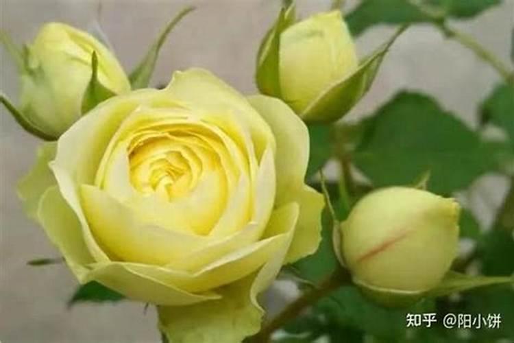 月季春天发芽后管理是什么？